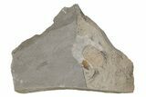 Pelagic Trilobite (Cyclopyge) Fossil - El Kaid Rami, Morocco #218764-1